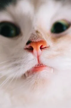 White Cat Portrait Stock Photos