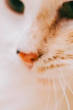 White Cat Portrait Stock Photos