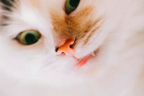 White Cat Portrait Stock Photos
