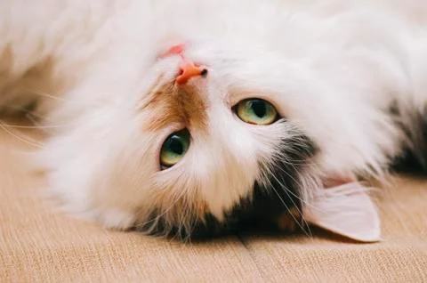 White Cat Portrait Stock Photos