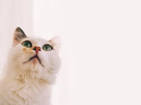 White Cat Portrait Stock Photos