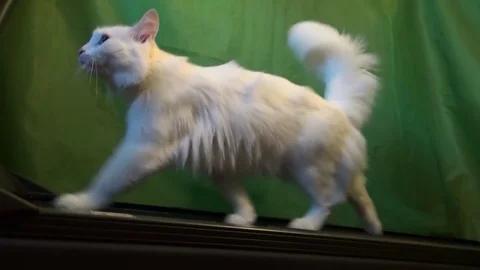 White cat practicing on the track Stock Footage 84230279
