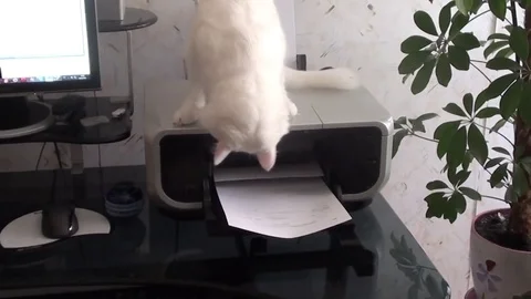 White cat on the printer Video stock 82300870