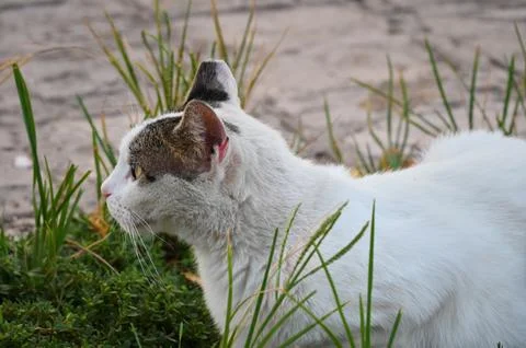 White cat in profile looking forward in green grass Stock Photos