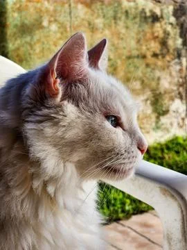 A white cat in profile Stock Photos