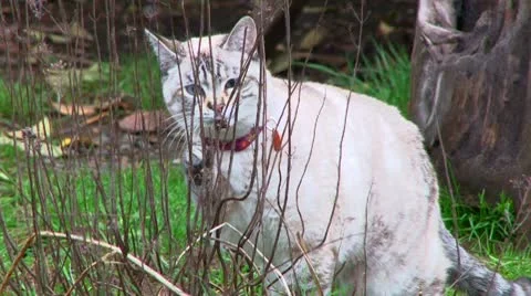 White Cat on the Prowl Stock Footage 10588546