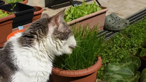 A white cat quietly eats catnip in the backyard. Stock Footage 193095293