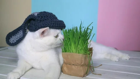 White cat in a rabbit hat eats fresh green grass. Bright background Stock Footage 151406624