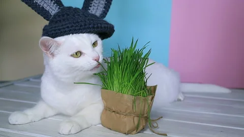 White cat in a rabbit hat eats fresh green grass. Bright background Stock Footage 151406921