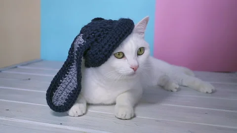 White cat in a rabbit hat eats fresh green grass. Bright background Видео 151407044
