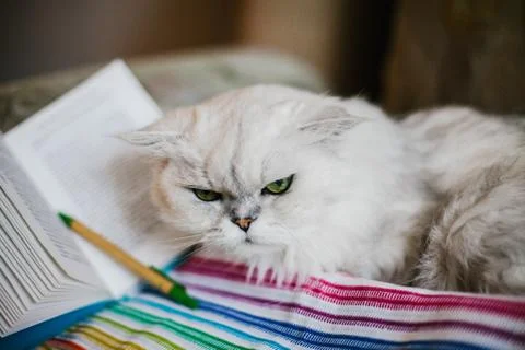 White cat reading a book Stock Photos