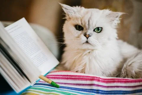 White cat reading a book Stock Photos