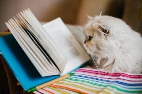 White cat reading a book Stock Photos