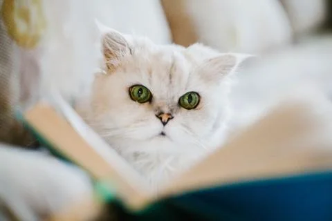 White cat reading a book Stock Photos