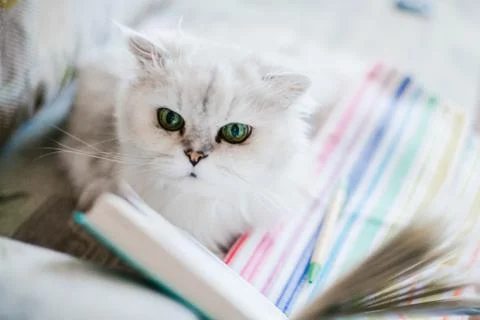 White cat reading a book Stock Photos