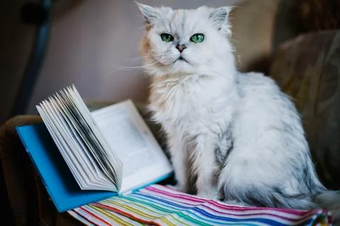 White cat reading a book Foto stock