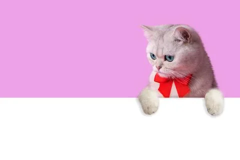 A white cat with red bow around its neck, peeks out from behind a white empty Stock Photos