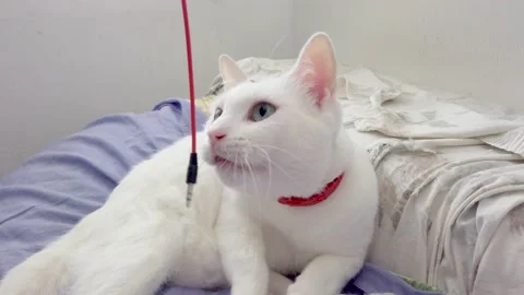 White cat with a red collar, plays with a headphone cord, on some cushions. Stock Footage 137500708