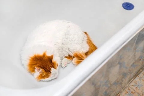 A white cat with a red head is lying in the bathtub. Stock Photos