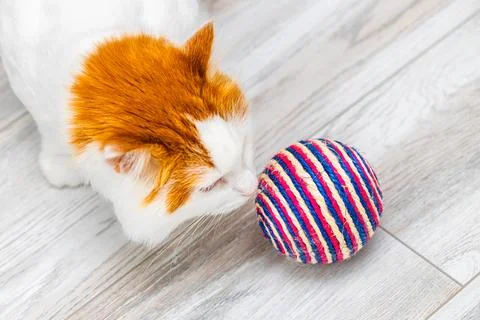 White cat with red head sniffs wicker ball Stock Photos