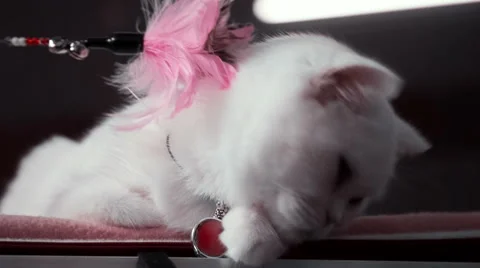 White Cat With Red Pendant Stock Footage 68825915