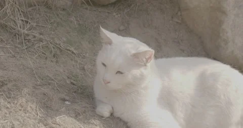 White cat relaxes Vídeos de archivo 177774821