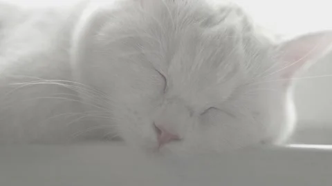 White cat relaxes on the windowsill Stock Footage 146231019