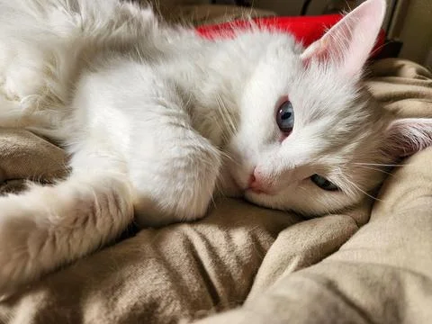 White Cat Relaxing on the Bed Stock Photos