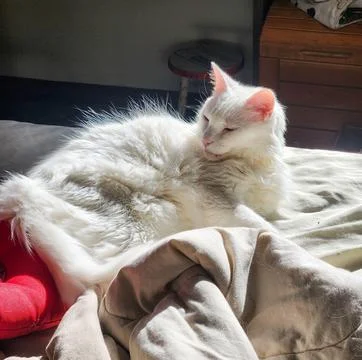 White Cat Relaxing on the Bed Stock Photos