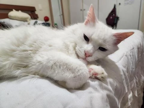 White Cat Relaxing on Bed Stock Photos