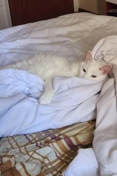 White Cat Relaxing on the Bed Stock Photos