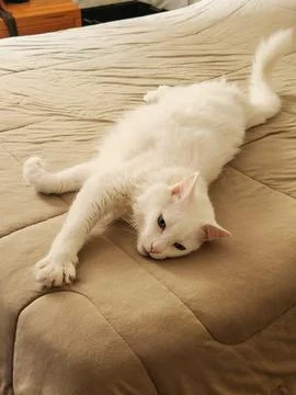 White Cat Relaxing on the Bed Stock Photos