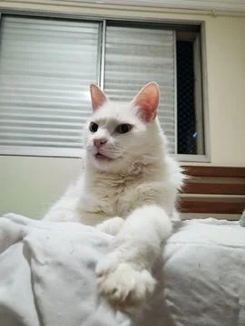 White cat relaxing on the bed Stock Photos