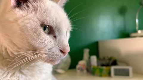 White cat relaxing on bed in sunlight Stock-Footage 161731090
