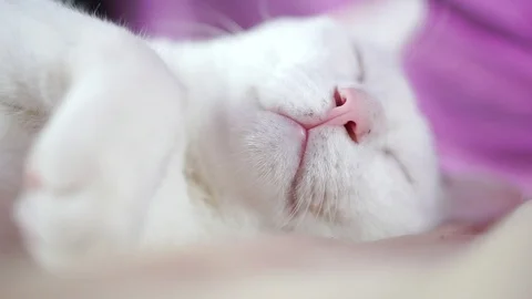 White cat relaxing on bed4 pond5 스톡 동영상 90216341