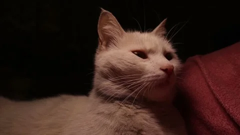 White cat relaxing. The cat face be drowsy. cat sleeping on a red couch Stock Footage 148705509