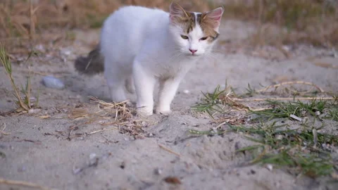 White Cat Relaxing Peacefully in Soft, Warm Sand on a Beautiful Day Outside Stock Footage 312522432
