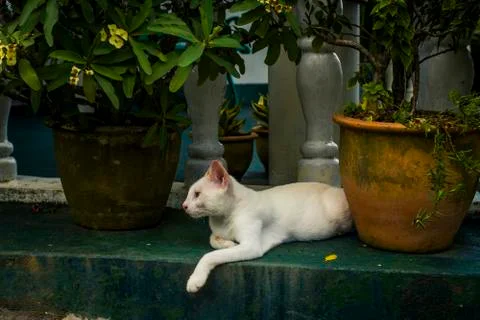 White cat relaxing Stock Photos