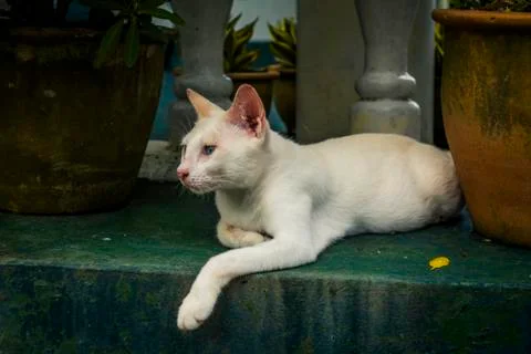 White cat relaxing Stock Photos