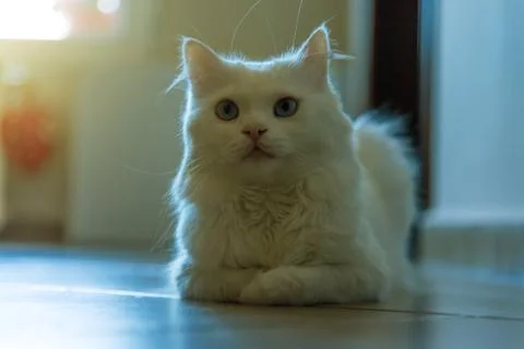 White cat relaxing Stock Photos