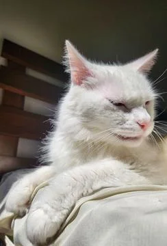 White Cat Relaxing Stock Photos