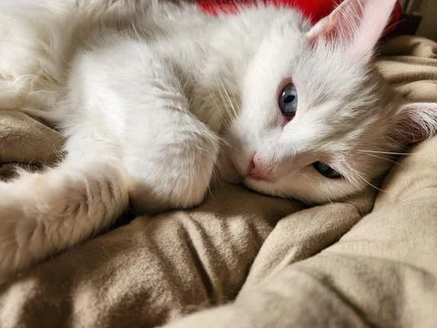 White Cat Relaxing Stock Photos