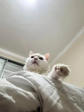 White Cat Relaxing Stock Photos