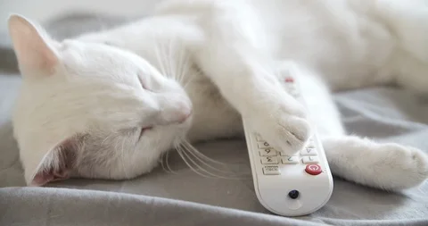 White cat with remote control on the sofa Stock Footage 112400953