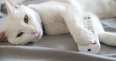 White cat with remote control on the sofa Stock Footage 112405342