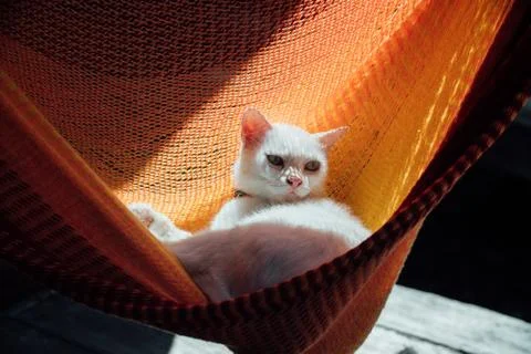 White cat rest is basking in an orange hammock Stock Photos