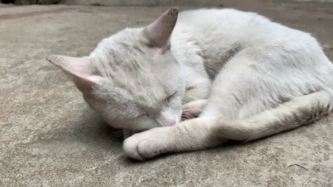 A white cat resting. 4k UHD. Stock Footage 163282687