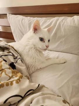 White Cat Resting on the Bed Stock Photos
