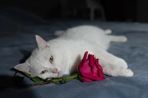 White Cat Resting on a Bed With a Pink Rose Beside It in a Dimly Lit Room Stock Photos