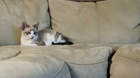 White cat resting on the couch. 動画素材 146437185